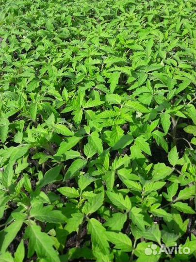 Рассада овощей