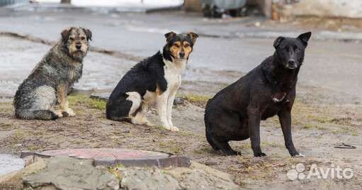 Отлов безнадзорных животных (собак)