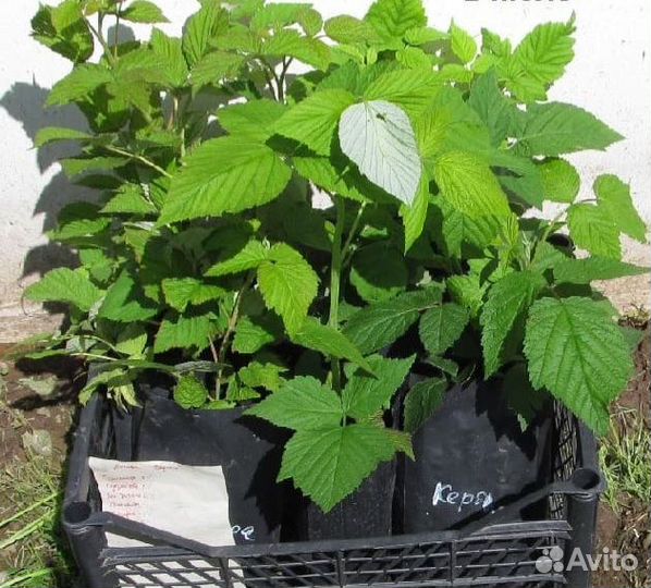 Саженцы малины