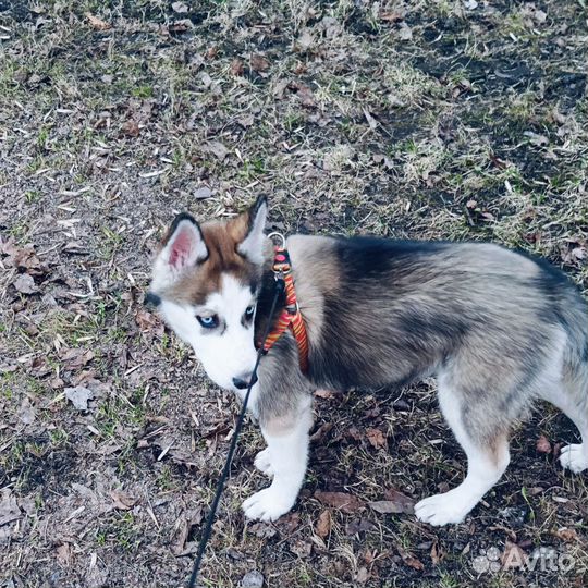 Щенки хаски