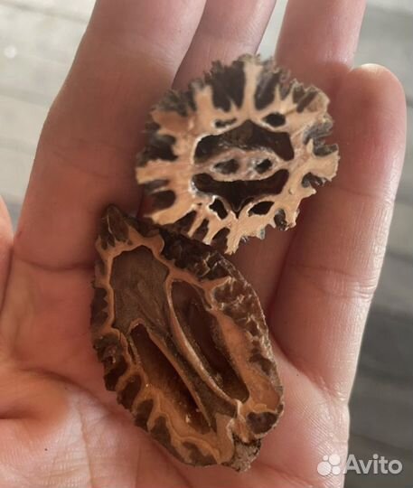 Плоды ореха для творчества