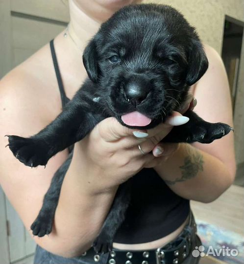 Щенки лабрадора