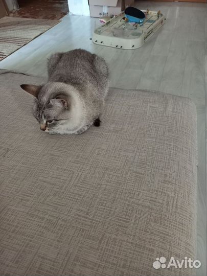 Отдам кошку