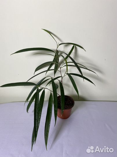 Цветы комнатные