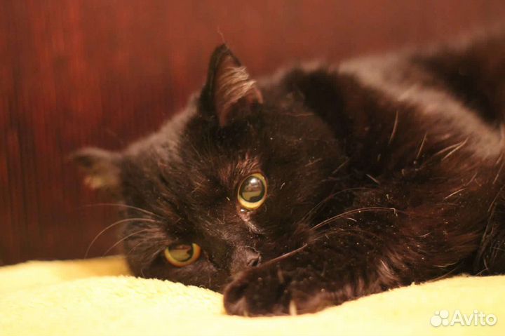 Кошка Лиза в добрые руки