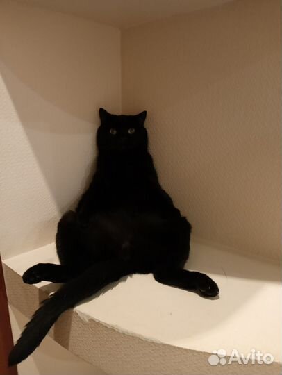 Британская кошка в дар