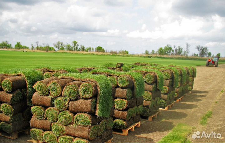 Натуральный рулонный газон от производителя