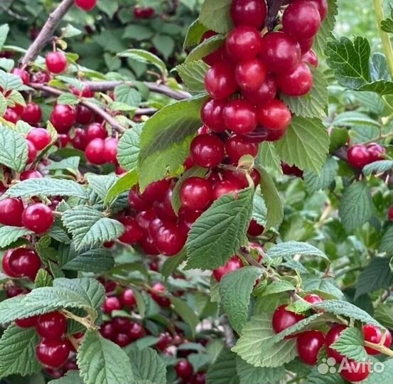 Саженцы вишни