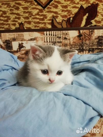 Продам шотландских котят