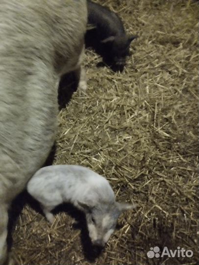 Продажа животных