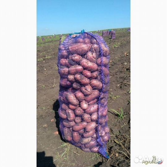 Продам картофель Лабелла красный