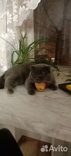 Кот-бегемот на вязку