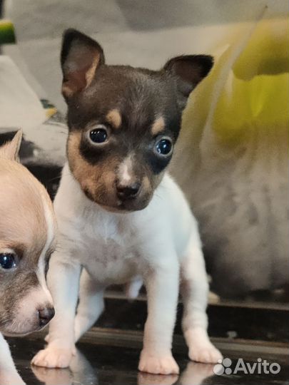 Мальчик Амертоя