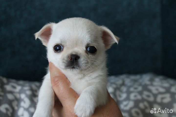 Щенки чихуахуа мини