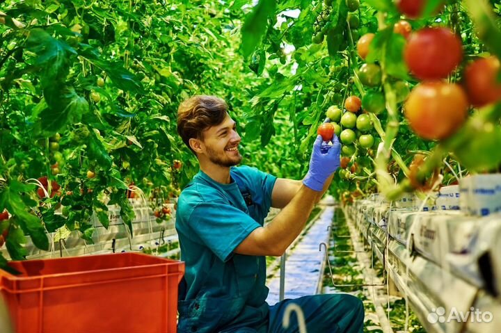Работники в современный тепличный комплекс Вахта