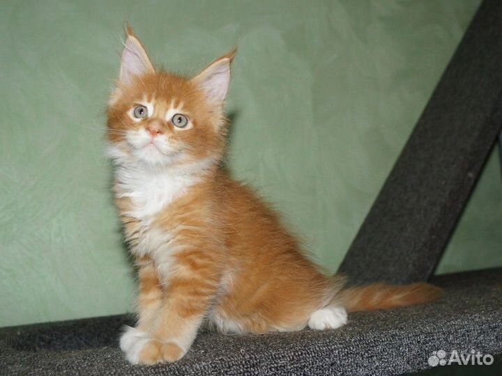 Мейн-кун котята рыжие