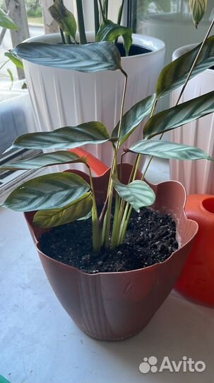 Калатея цветы