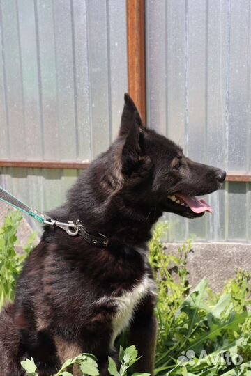 Ассоль ищет дом