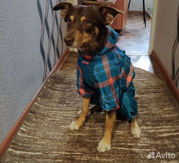 Одежда для средних собак