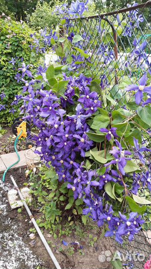 Клематис сорт Дуранди