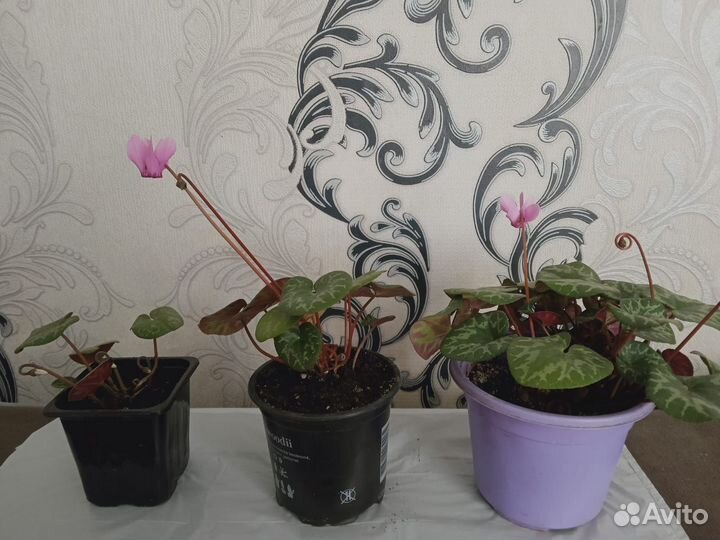 Альпийская фиалка (бабушкин цикламен)