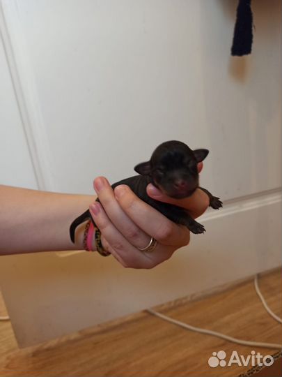 Той-терьер щенки