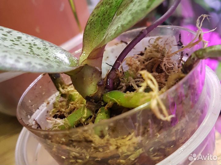 Орхидея фаленопсис Diffusion