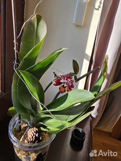 Орхидея фаленопсис