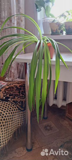 Хлорофитум