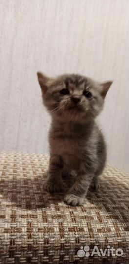 Кошки в добрые руки бесплатно
