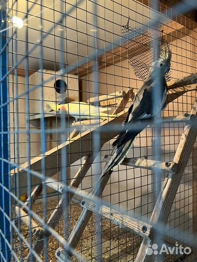 Попугай корелла