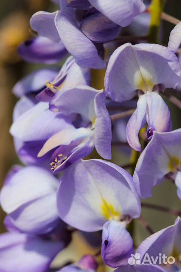 Глициния (вистерия)