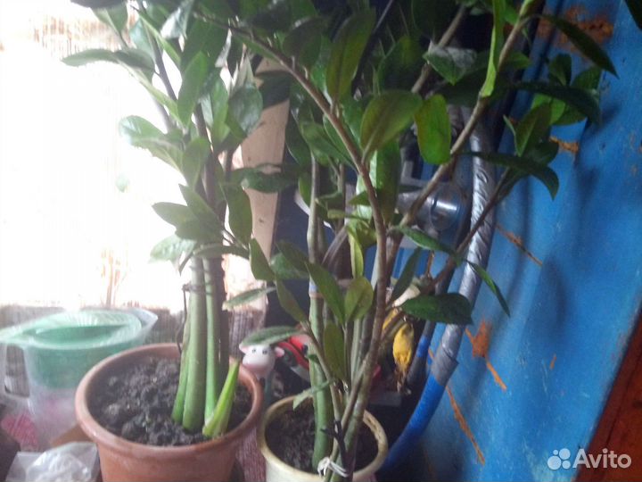 Зиамакулькус