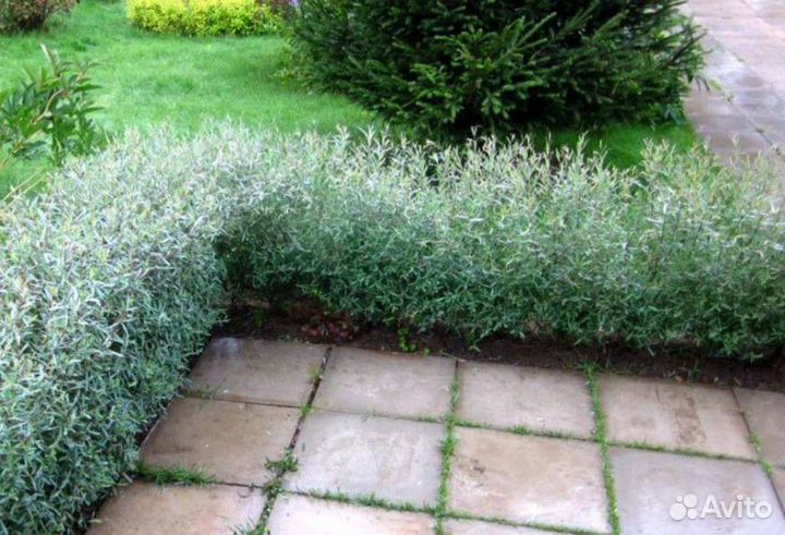 Ивы Хакуро Нишике, ива Нана, ива Высокая шар