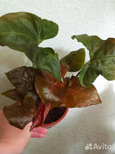 Сингониум Брокант