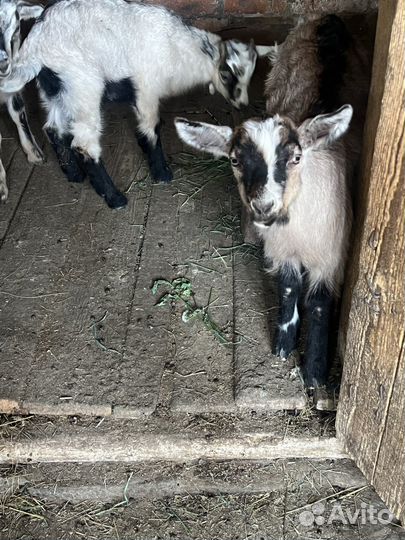 Козлята