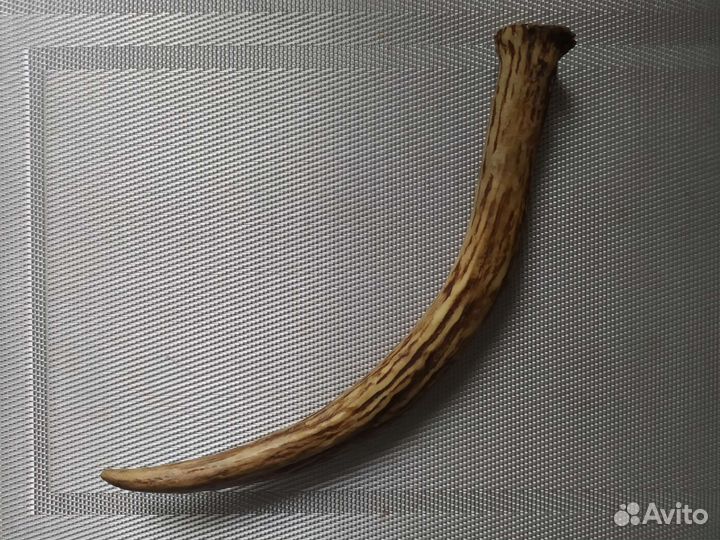 Рог оленя (для поделок)