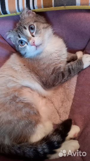 Котёнок - Лунтик