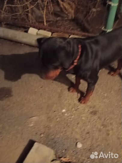 Найдена собака Ротвейлер
