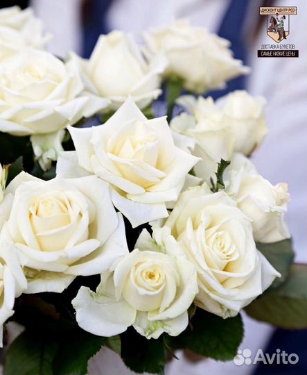 Цветы розы розово-персиковые Доставка 24/7