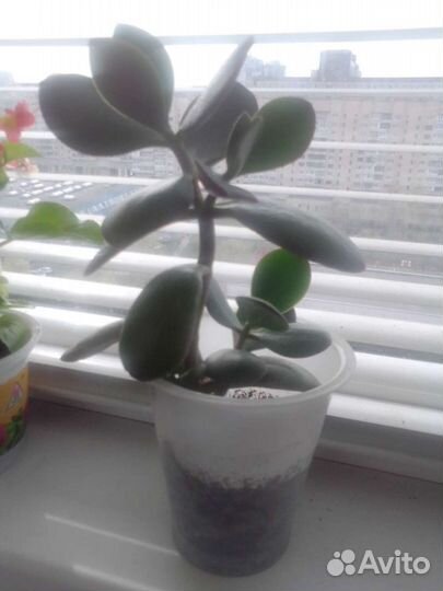 Фикус, алоэ, аихризон др