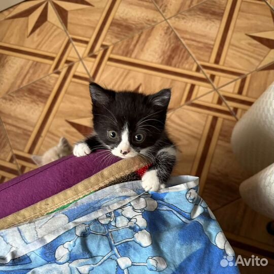 Котята в добрые руки бесплатно