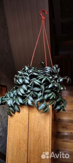 Пеллеония даво