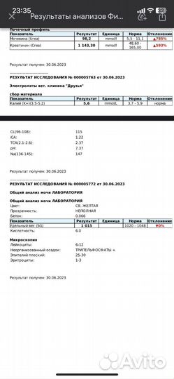 Кот в добрые руки