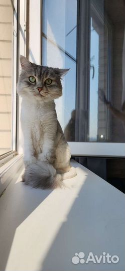 Кошка в дар
