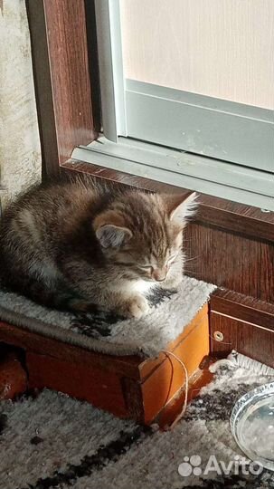 Отдам в добрые руки котят