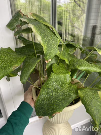 Комнатные растения