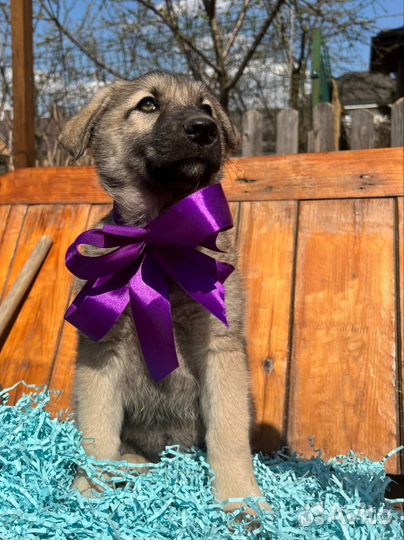 Марта ищет дом