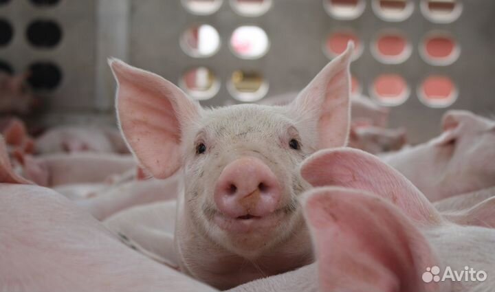 Рабочий / вахта