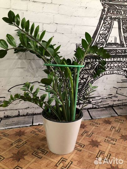 Замиокулькас